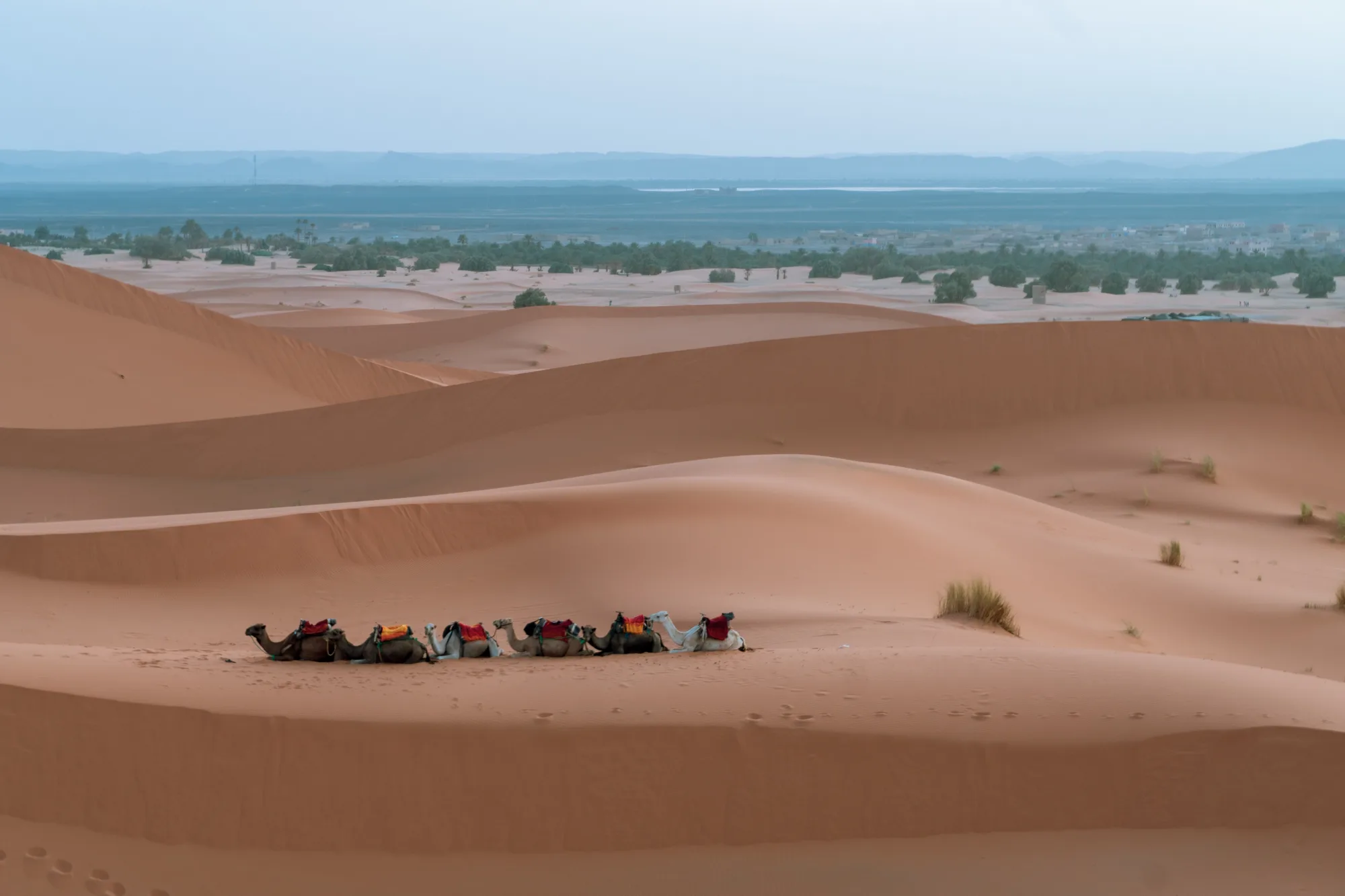 Camel trek crossing the Erg Chebbi dunes near Merzouga in the Sahara desert